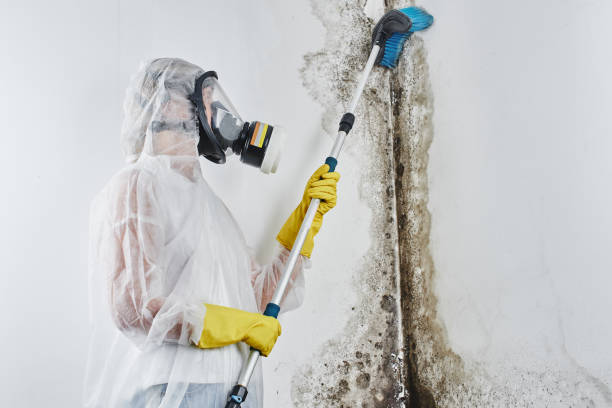 Best Mold Cleaning Services  in Mountain Top, PA