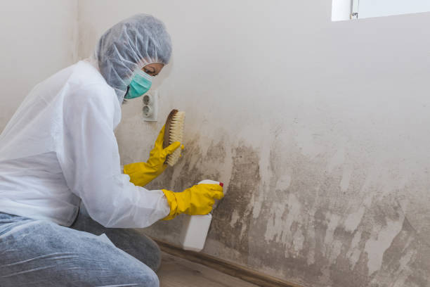 Best Crawl Space Mold Removal  in Mountain Top, PA