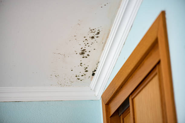 Best Local Mold Removal Service  in Mountain Top, PA