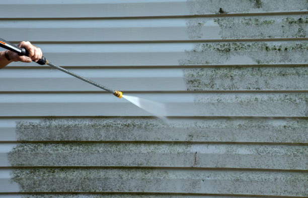 Best Black Mold Removal  in Mountain Top, PA