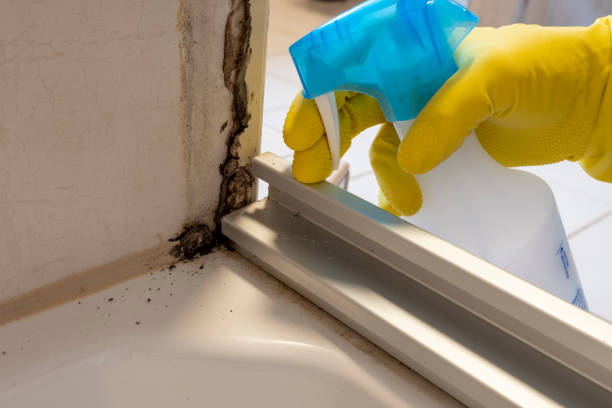 Best Mold Removal Near Me  in Mountain Top, PA