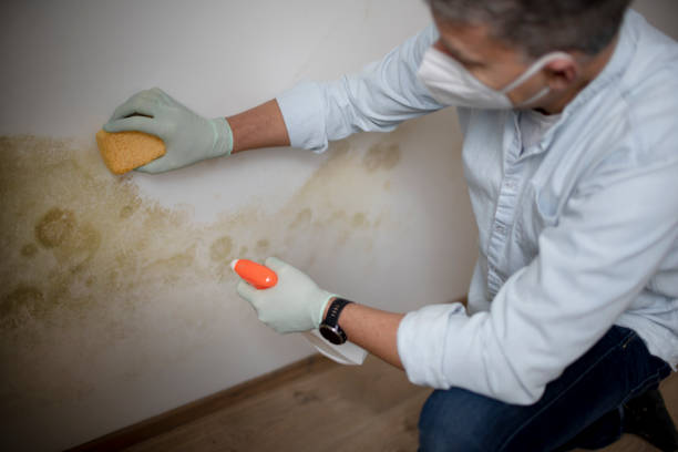 Best Fast Mold Removal  in Mountain Top, PA