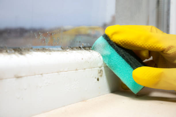 Best Mold Removal Company Near Me  in Mountain Top, PA