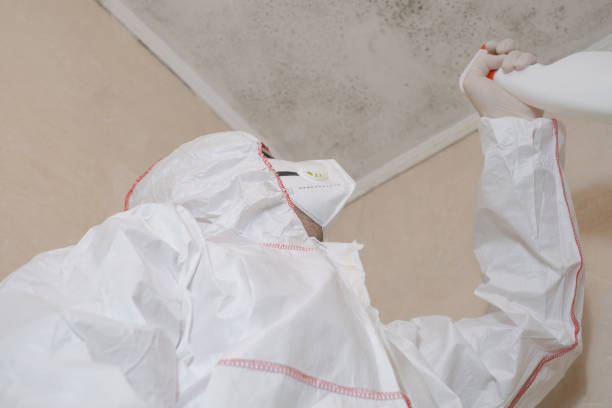 Reliable Mountain Top, PA Mold Removal Solutions