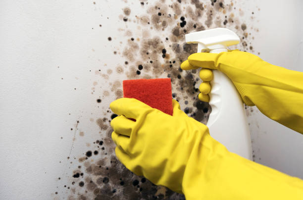 Best Commercial Mold Removal  in Mountain Top, PA