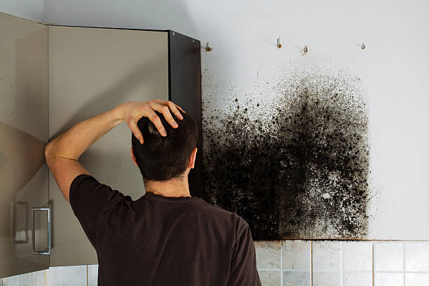 Best Local Mold Removal Service  in Mountain Top, PA