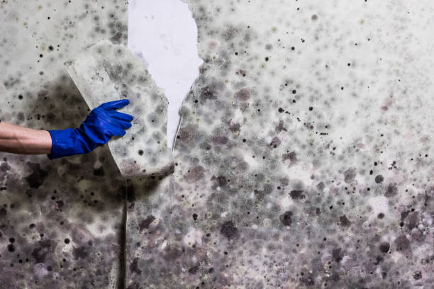 Best Same-Day Mold Removal  in Mountain Top, PA